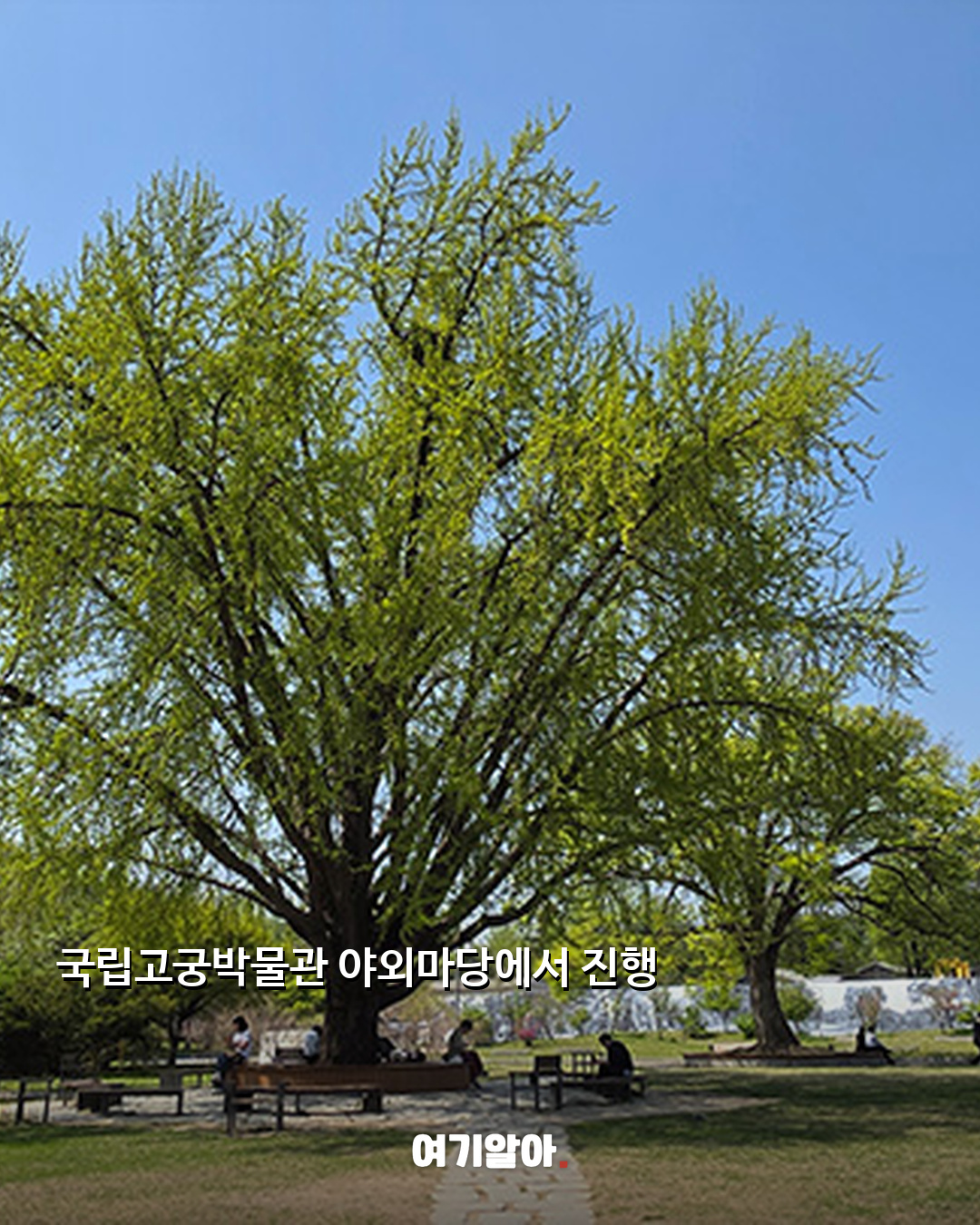 은행나무 아래 결혼식 예비부부 80쌍 모집 02페이지
