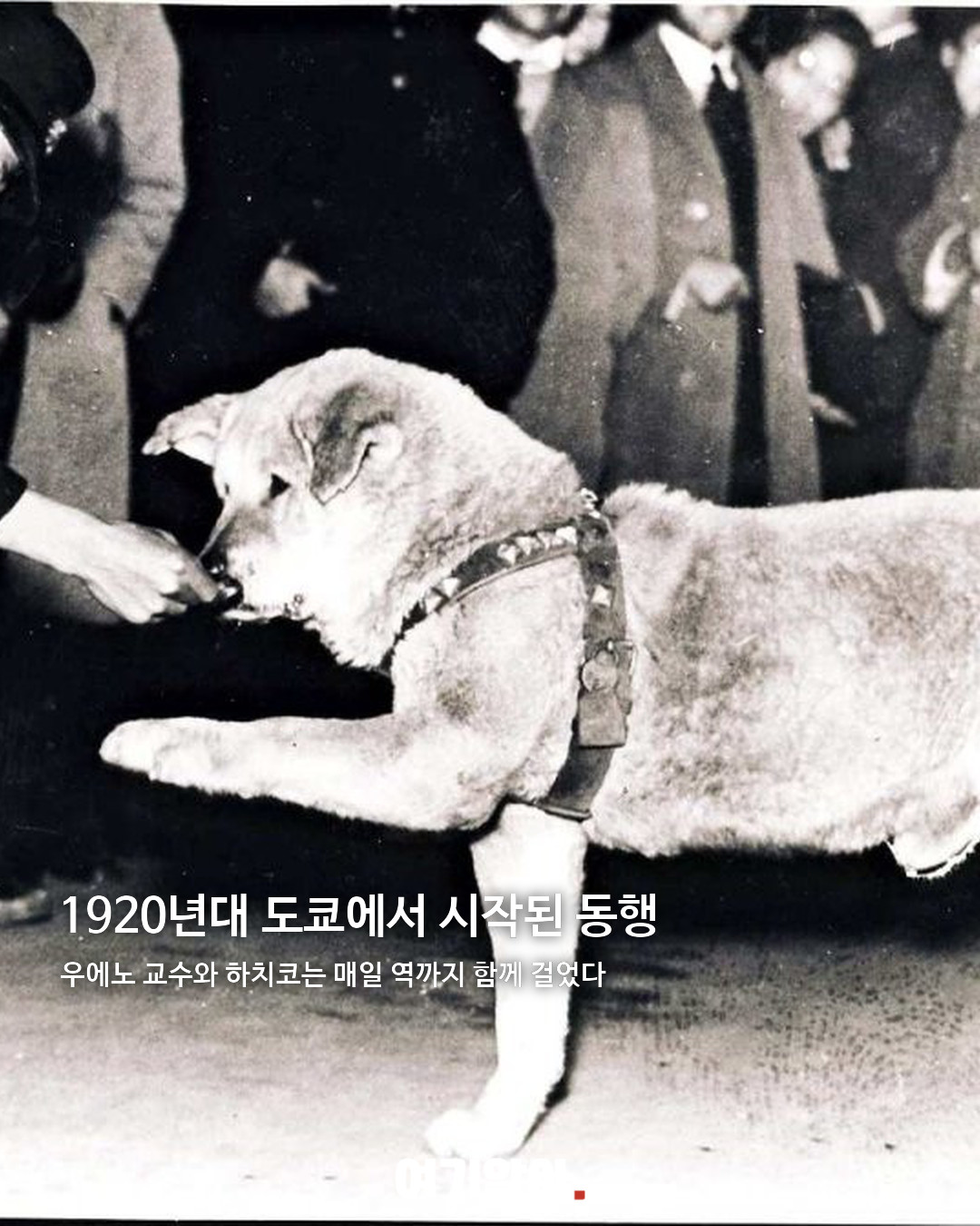 9년 9개월 동안 주인을 기다린 하치코 02페이지