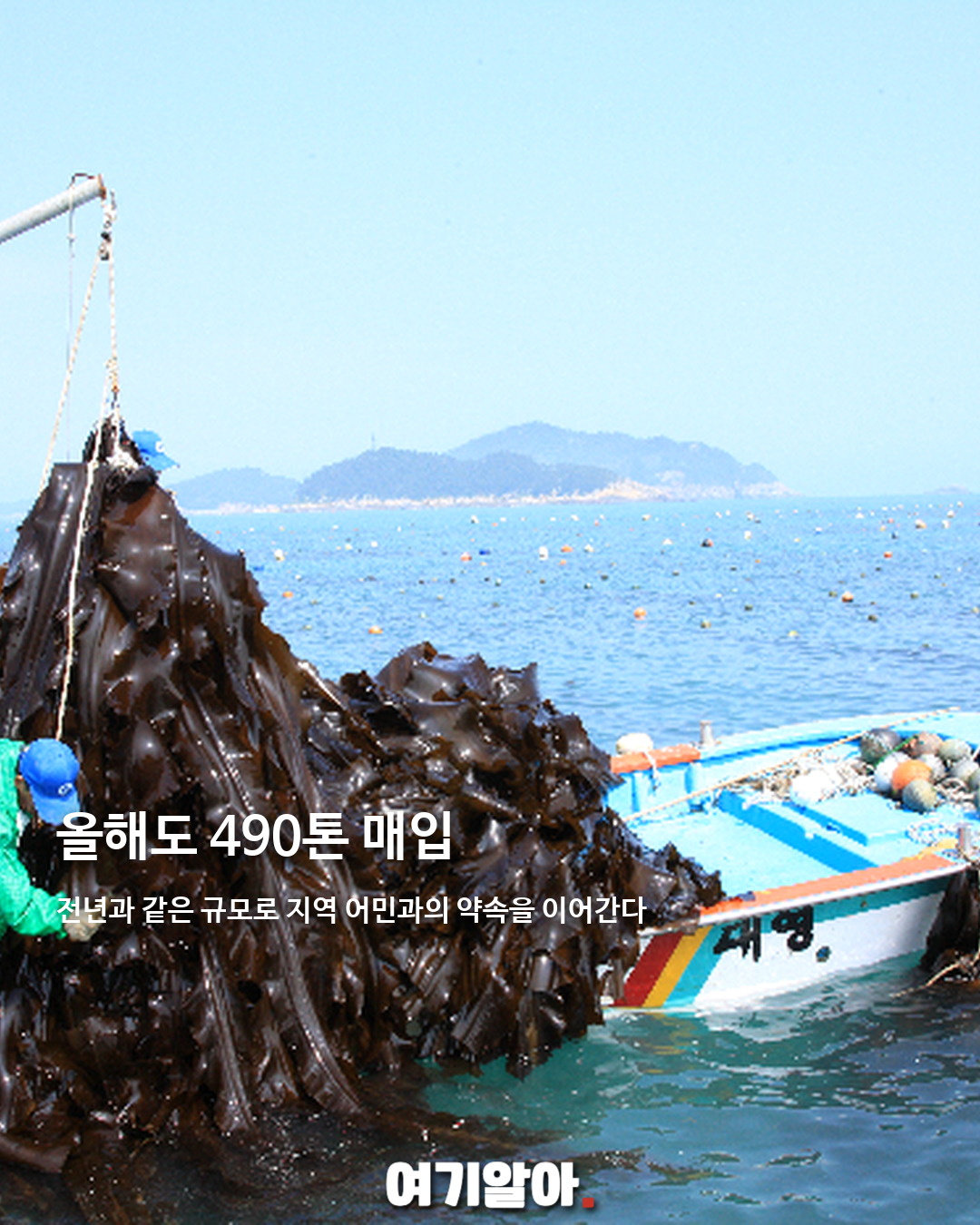 너구리 다시마, 45년째 완도산을 쓰는 이유 03페이지