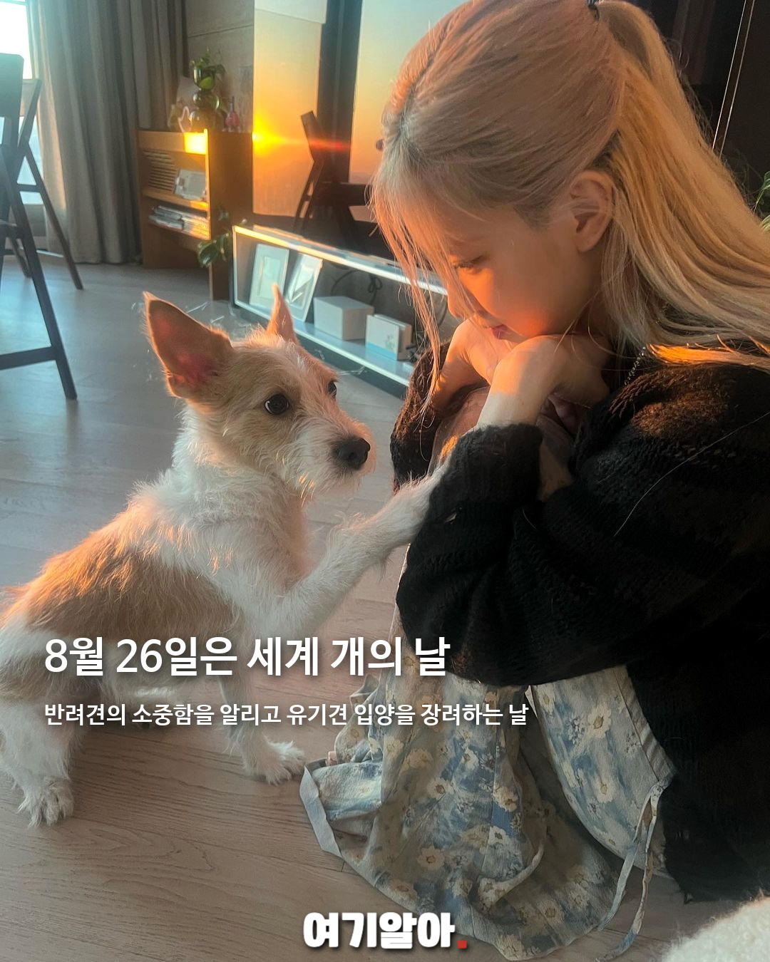 오늘은 세계 개의 날, 반려견을 꼭 안아주세요 02페이지