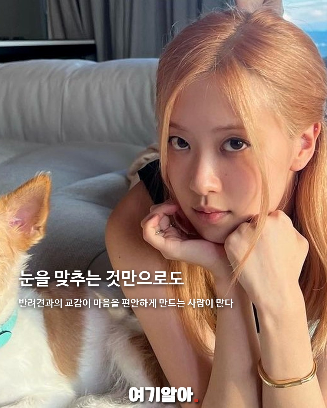 오늘은 세계 개의 날, 반려견을 꼭 안아주세요 03페이지