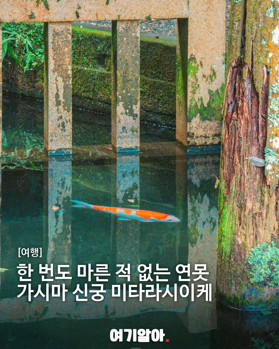 한 번도 마른 적 없는 연못 가시마 신궁 미타라시이케