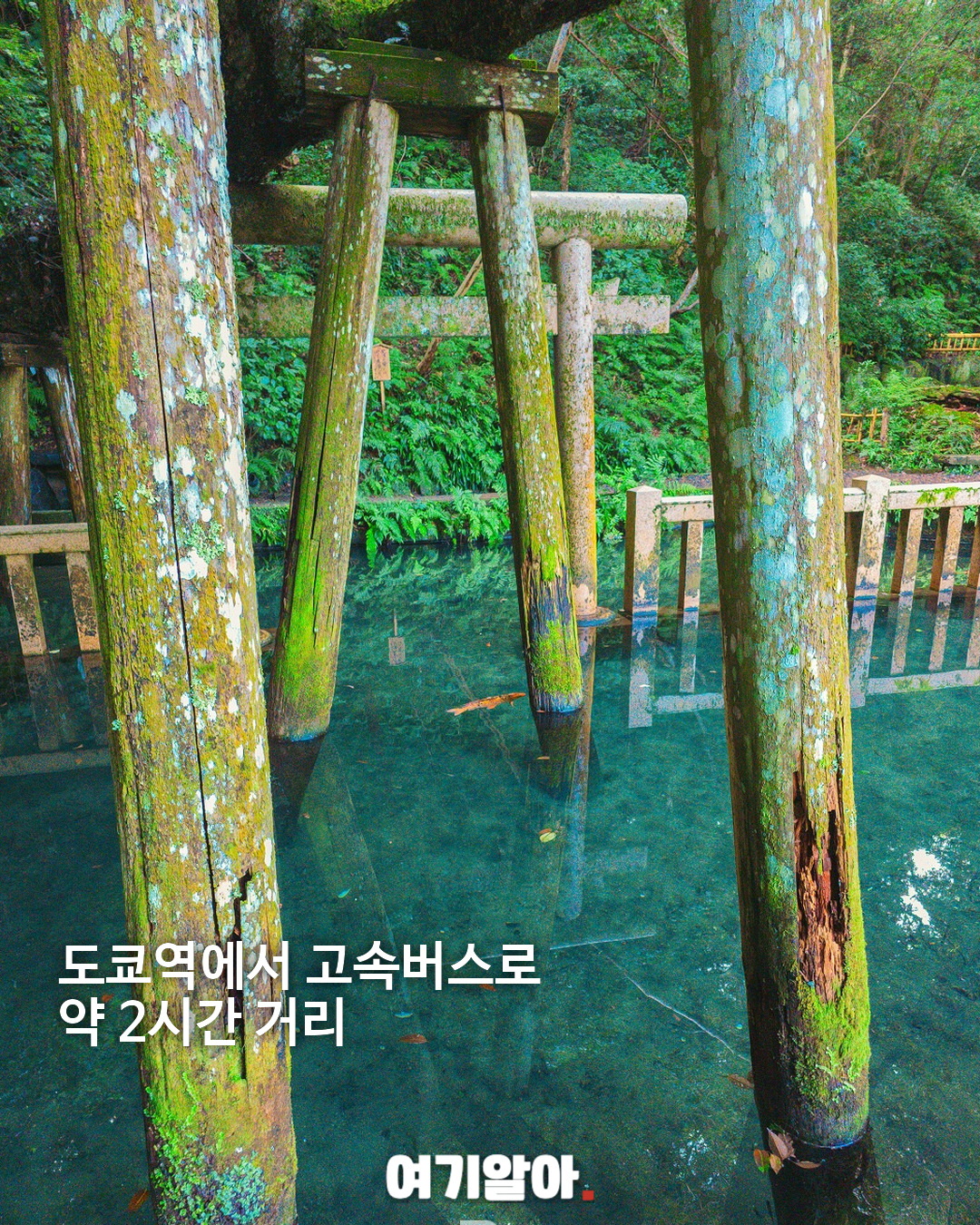 한 번도 마른 적 없는 연못 가시마 신궁 미타라시이케 02페이지