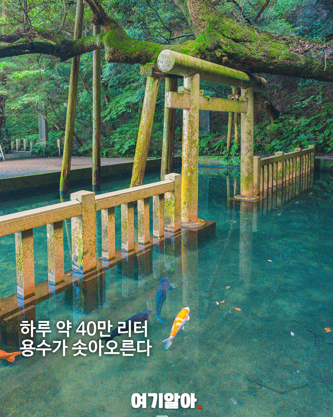 한 번도 마른 적 없는 연못 가시마 신궁 미타라시이케 04페이지