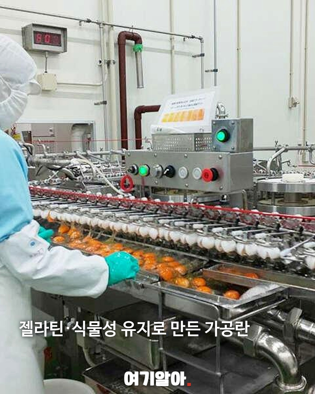 일본 반숙 계란의 비밀 사실은 ‘가공란’이었다 03페이지