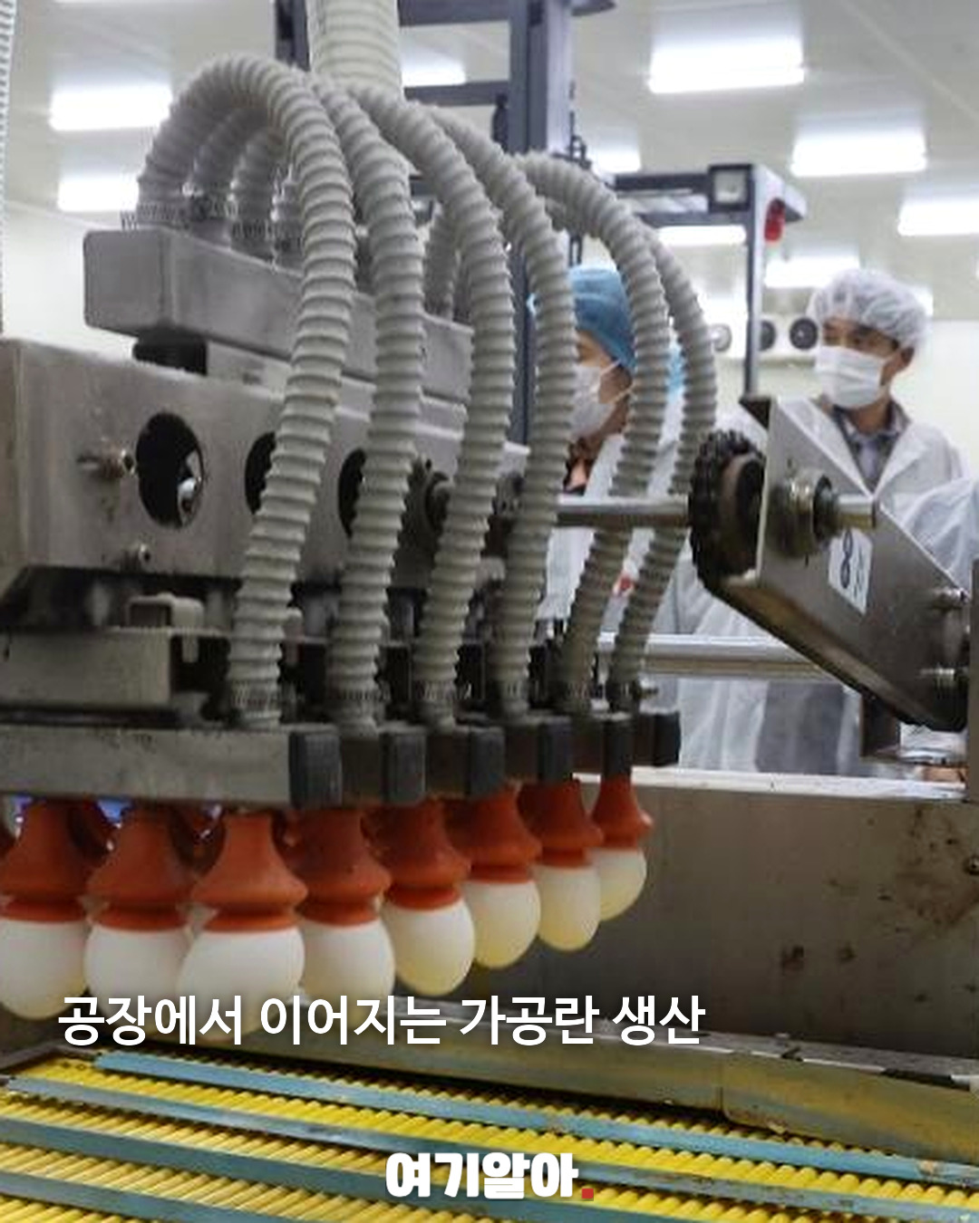 일본 반숙 계란의 비밀 사실은 ‘가공란’이었다 06페이지