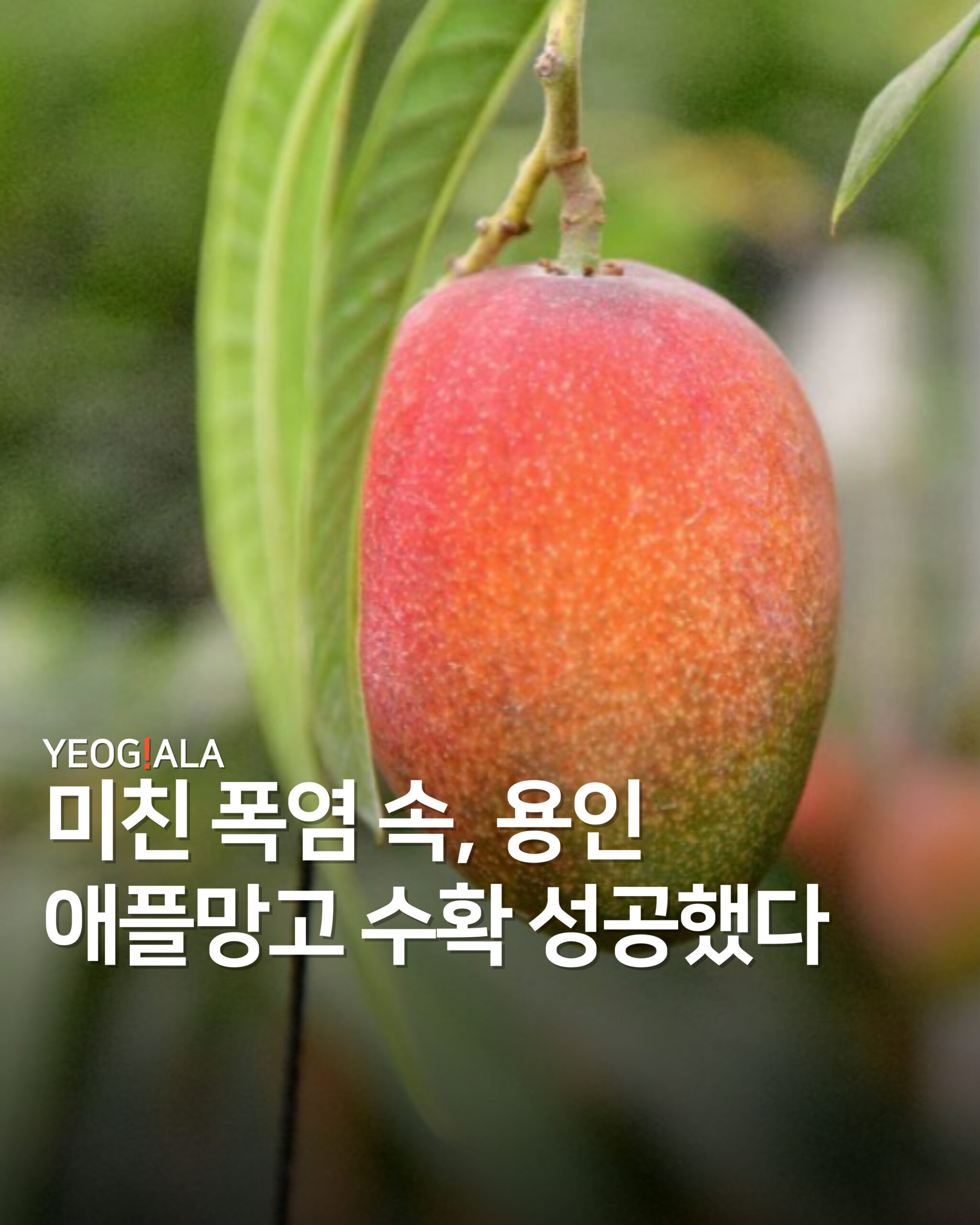 용인 애플망고