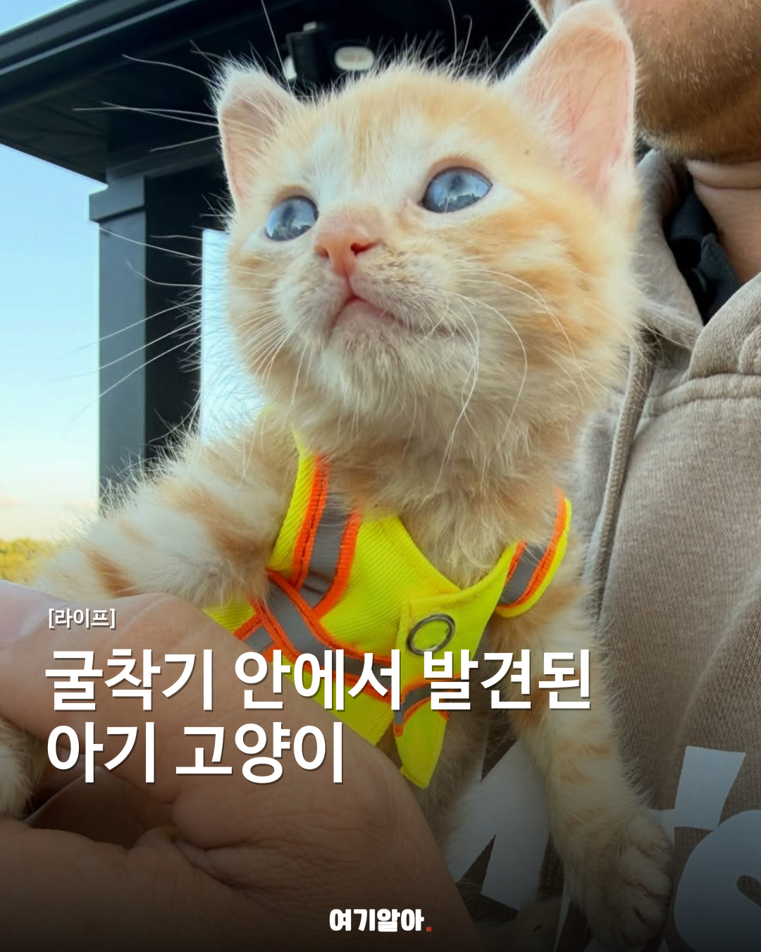 굴착기 안에서 발견된 아기 고양이