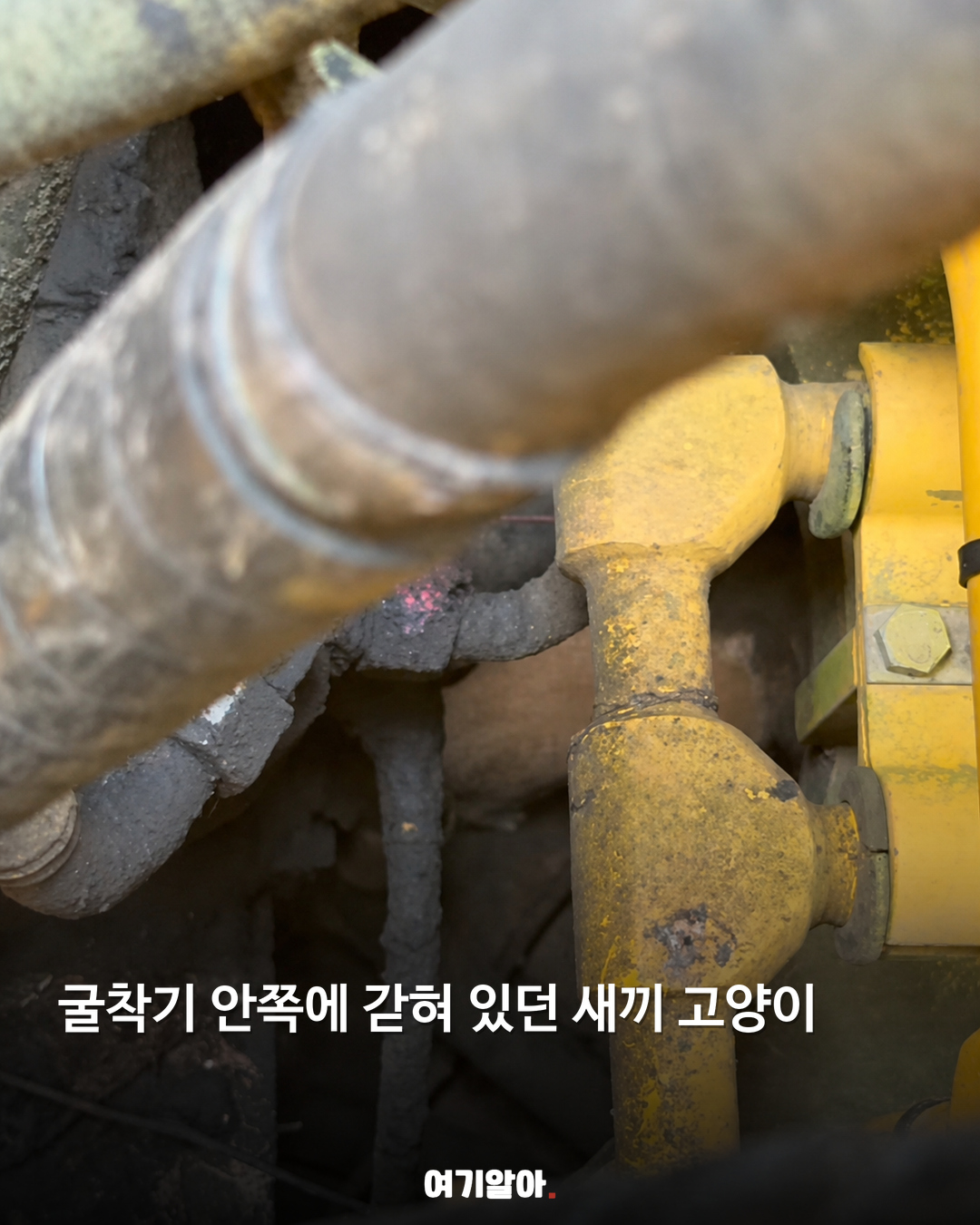 굴착기 안에서 발견된 아기 고양이 03페이지
