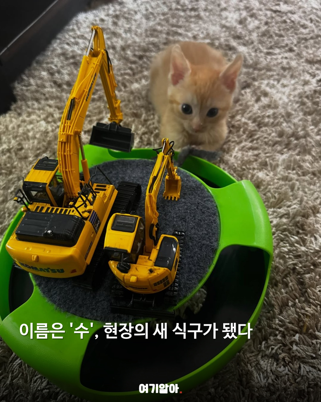굴착기 안에서 발견된 아기 고양이 05페이지