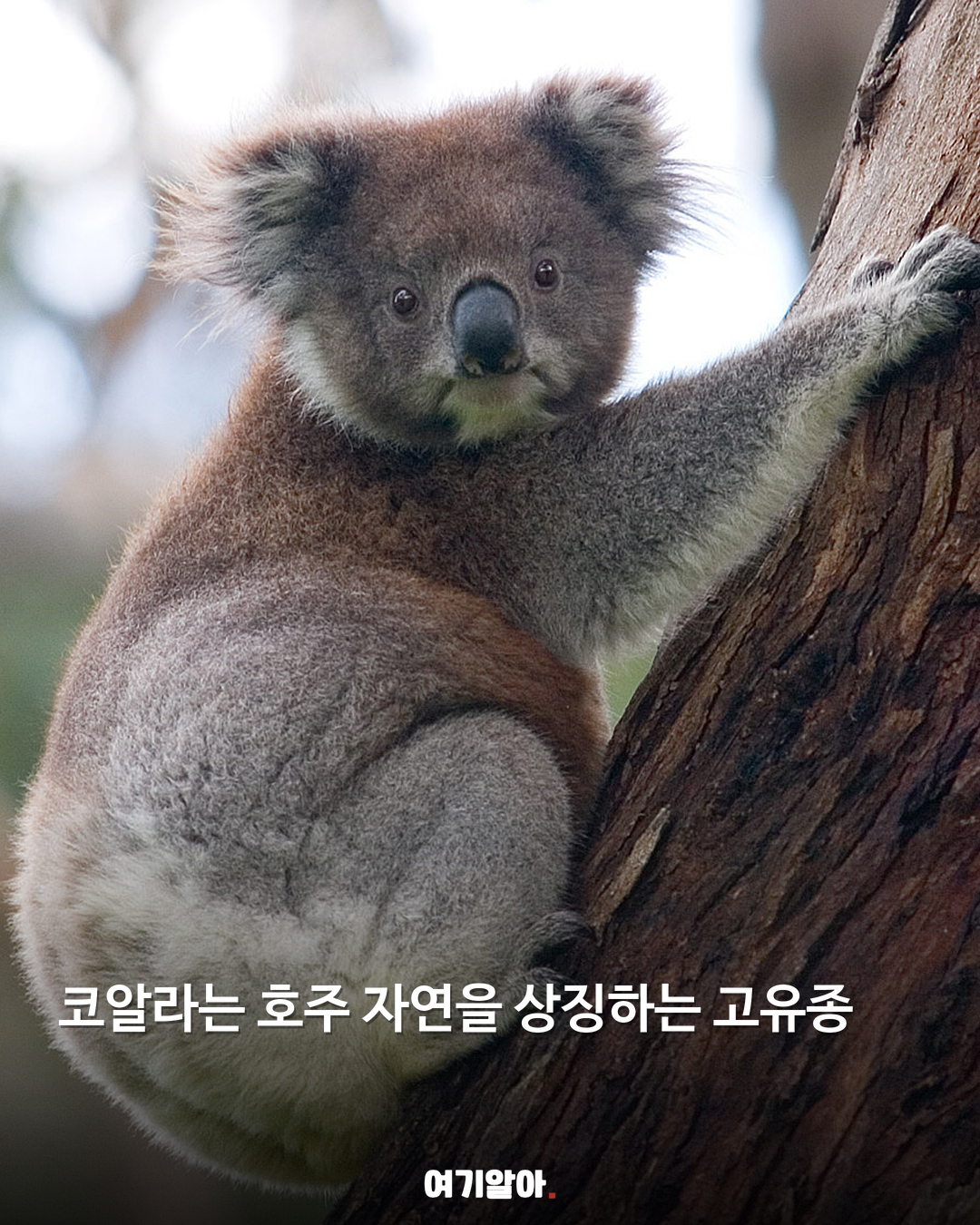 알고 보면 더 놀라운 호주 이야기 06페이지