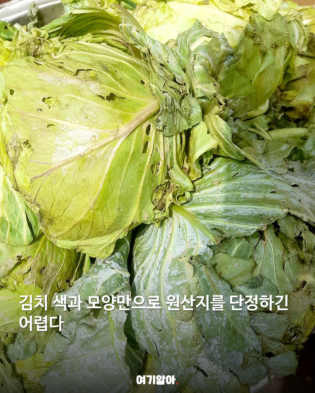 채소 원산지 겉모습만 믿어도 될까 02페이지