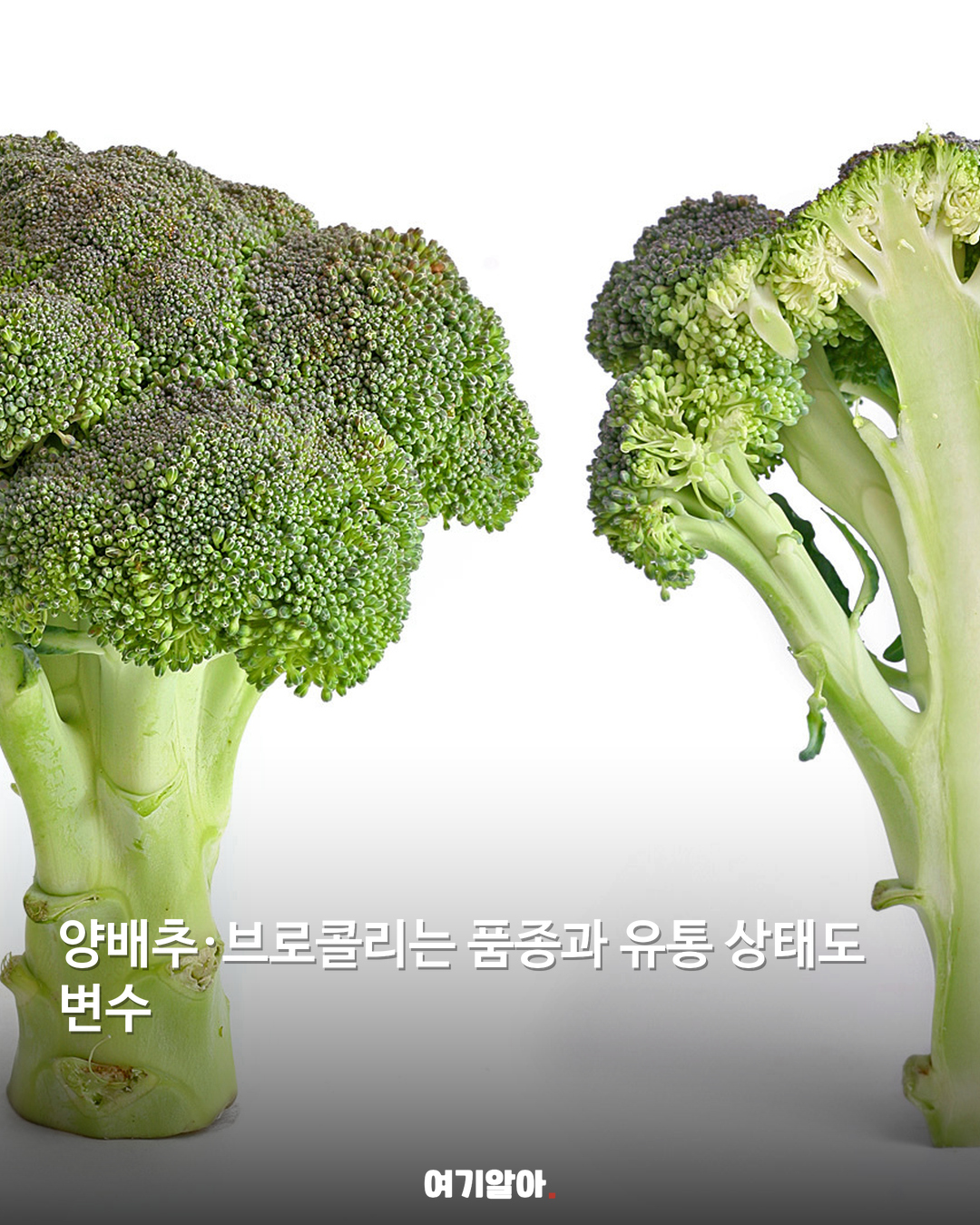 채소 원산지 겉모습만 믿어도 될까 03페이지