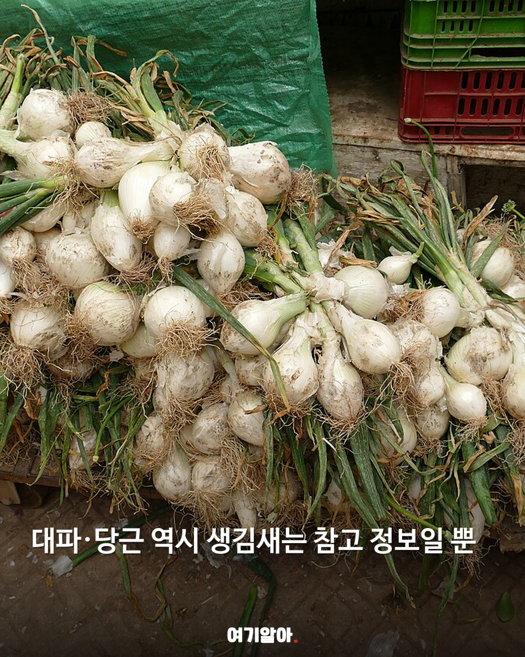 채소 원산지 겉모습만 믿어도 될까 04페이지
