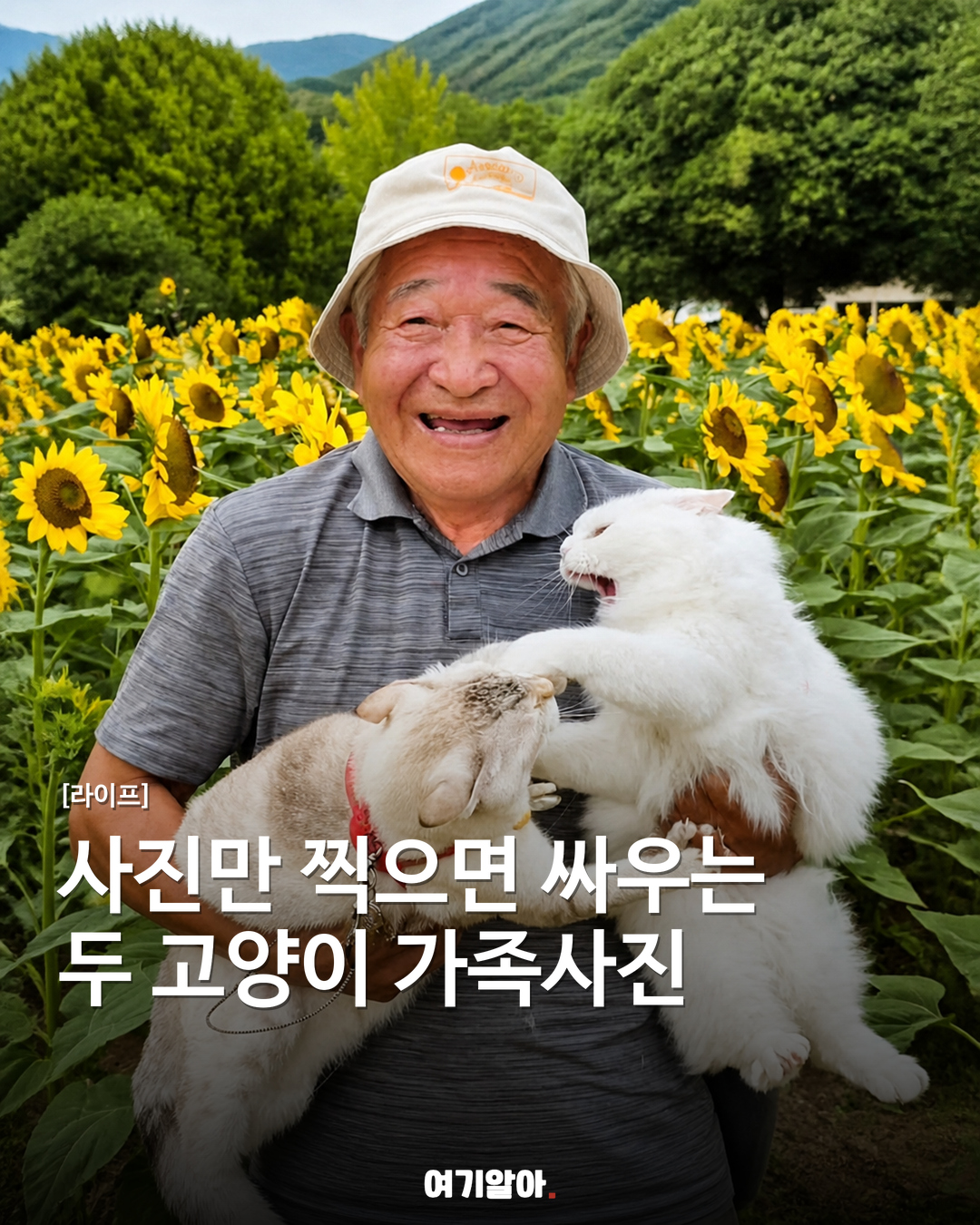 사진 찍을 때마다 싸우는, 두 고양이의 가족사진