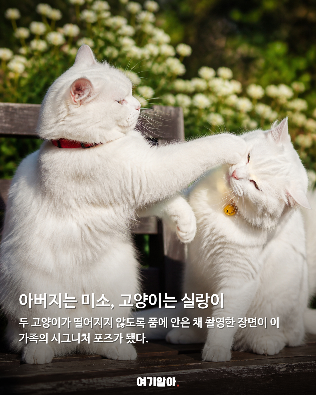 사진 찍을 때마다 싸우는, 두 고양이의 가족사진 03페이지