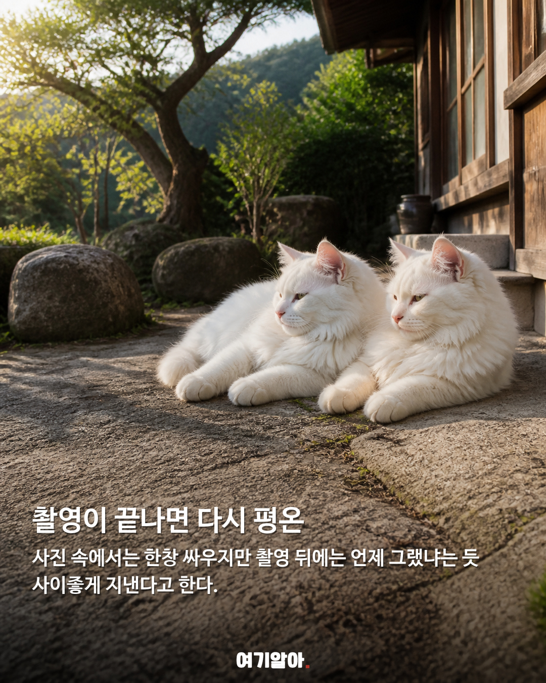 사진 찍을 때마다 싸우는, 두 고양이의 가족사진 04페이지