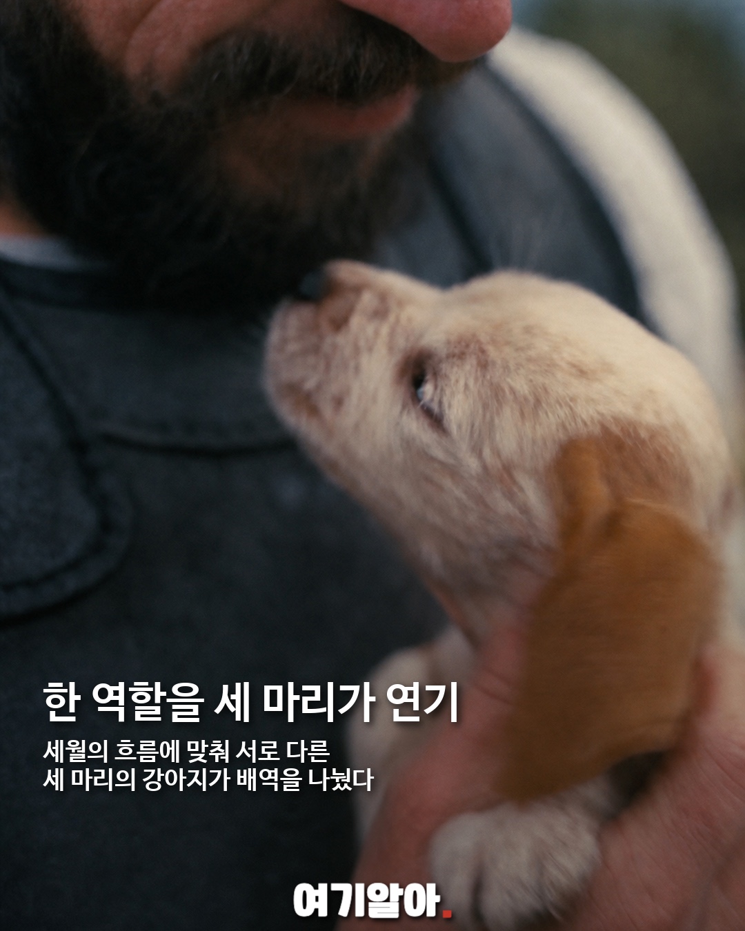 700만 관객 울린 강아지 아르고스 03페이지