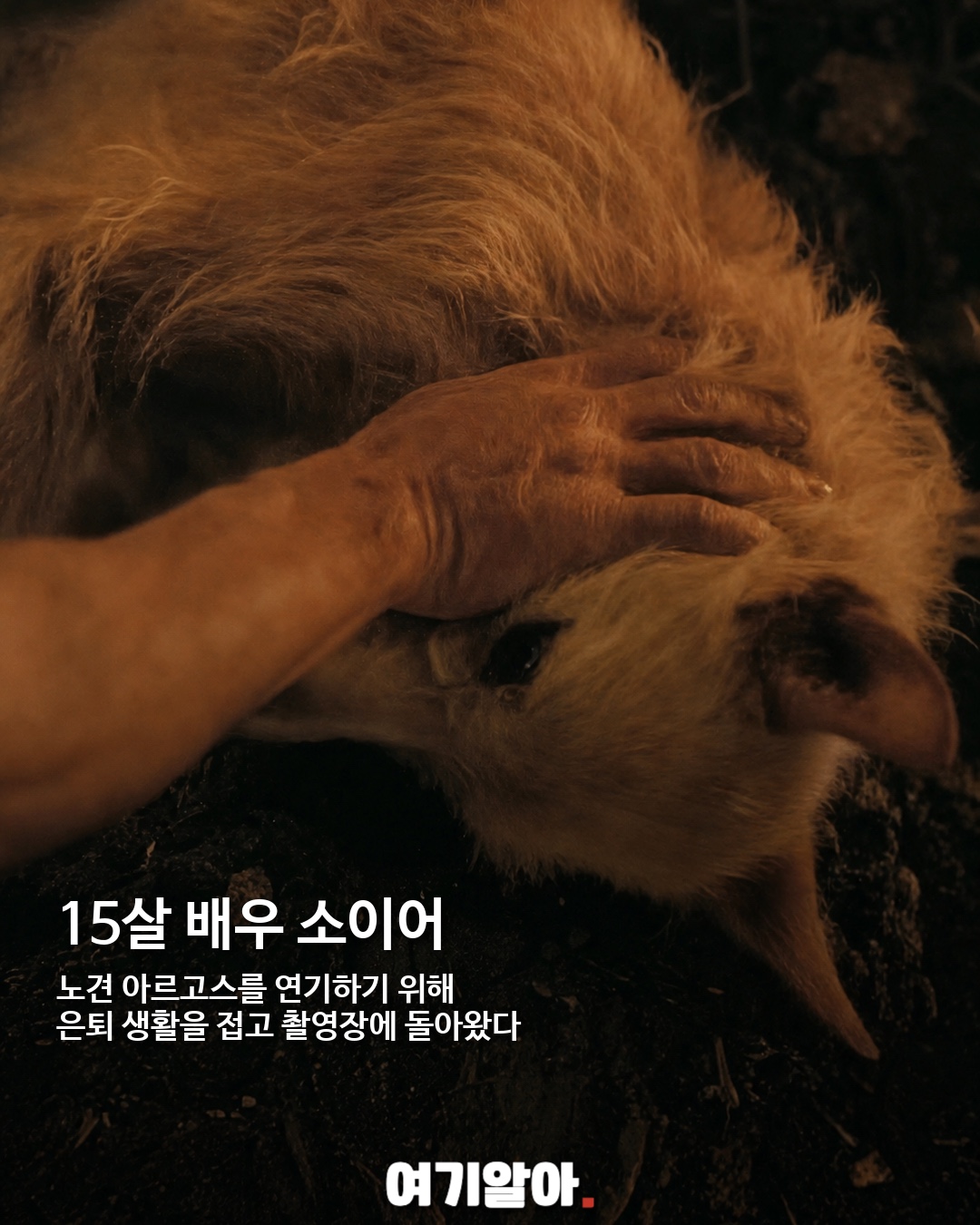700만 관객 울린 강아지 아르고스 04페이지