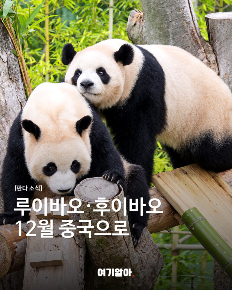 루이바오·후이바오, 중국 이동 준비
