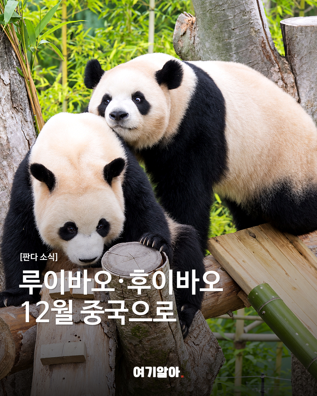 루이바오·후이바오, 중국 이동 준비