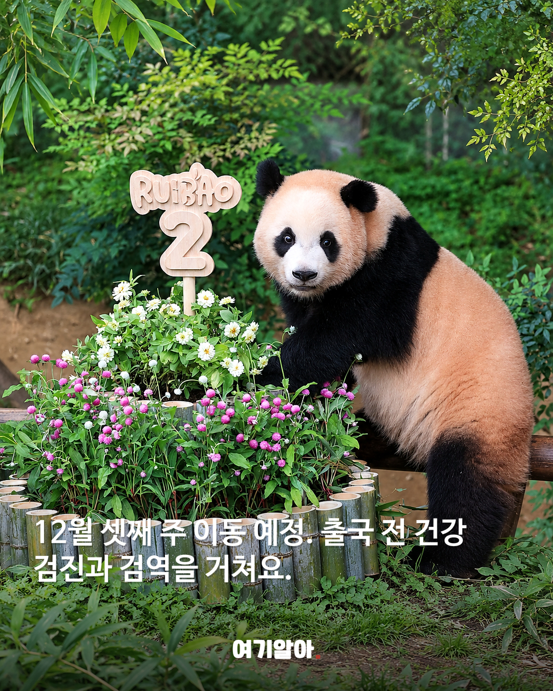 루이바오와 후이바오