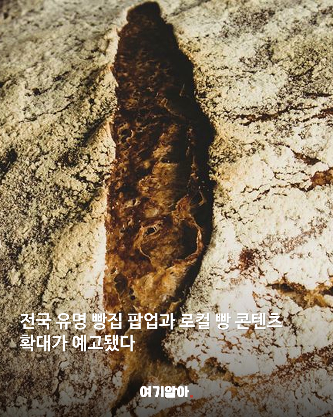 대전 빵축제 2027년 17일로 커진다 05페이지