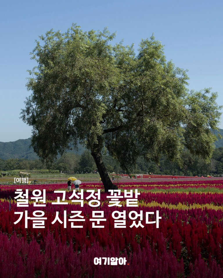 철원 고석정 꽃밭 가을 시즌 문 열었다