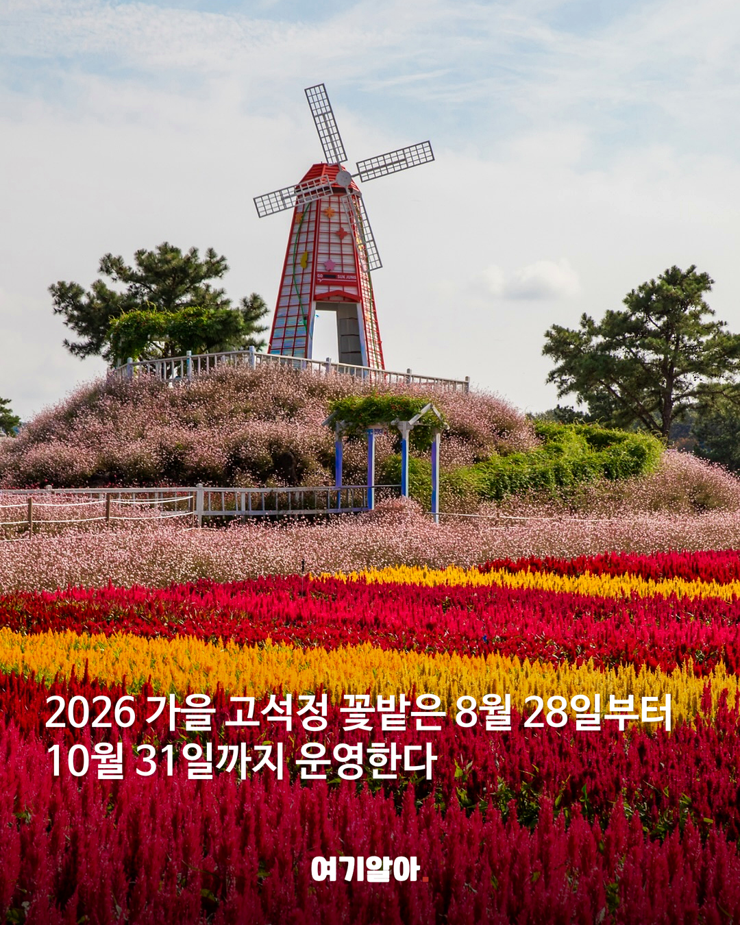 철원 고석정 꽃밭 가을 시즌 문 열었다 02페이지