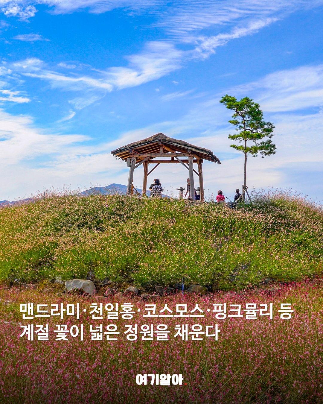 철원 고석정 꽃밭 가을 시즌 문 열었다 03페이지