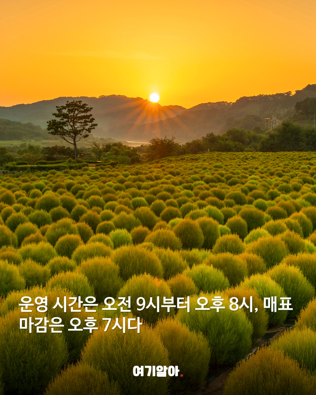 철원 고석정 꽃밭 가을 시즌 문 열었다 04페이지