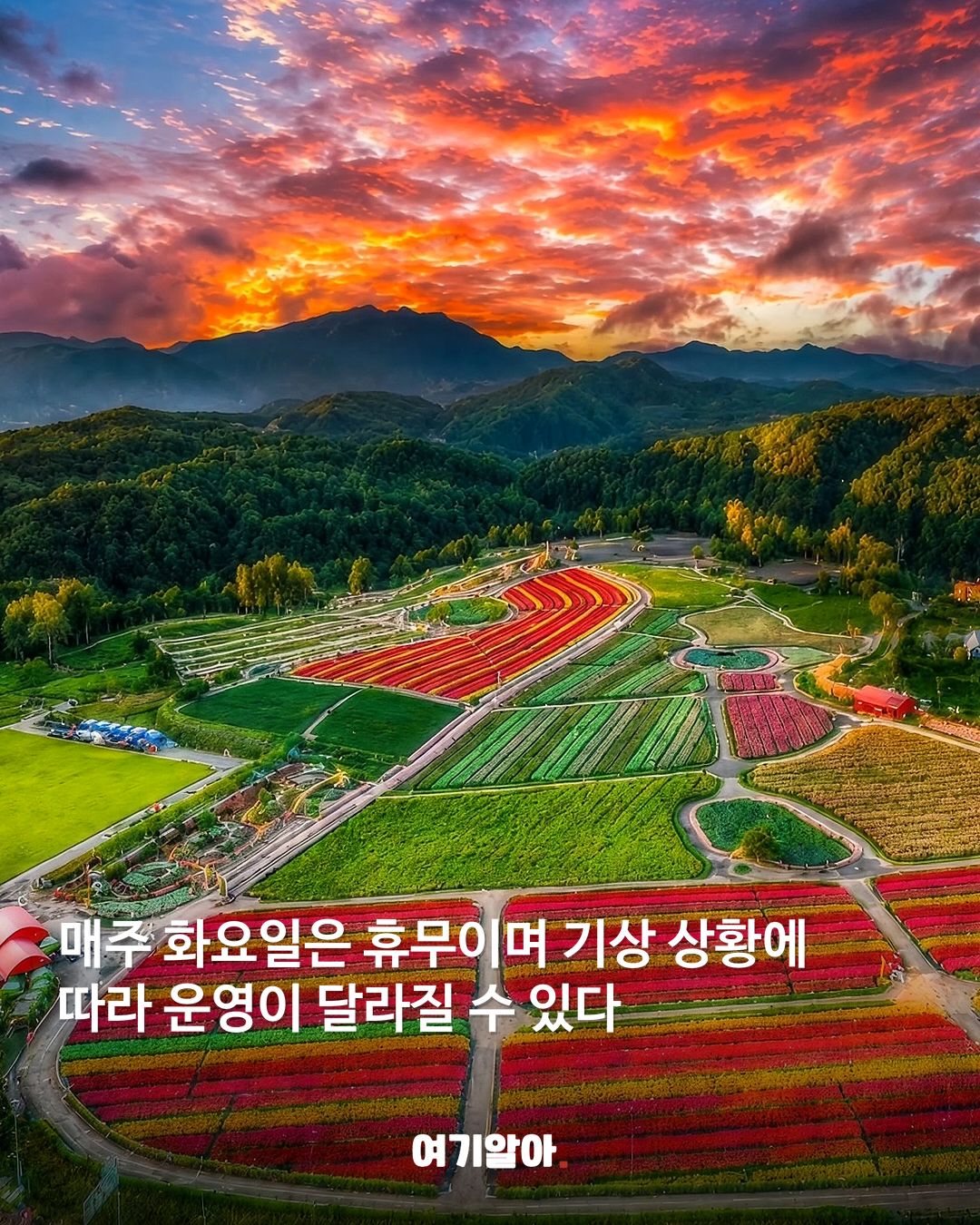 철원 고석정 꽃밭 가을 시즌 문 열었다 05페이지