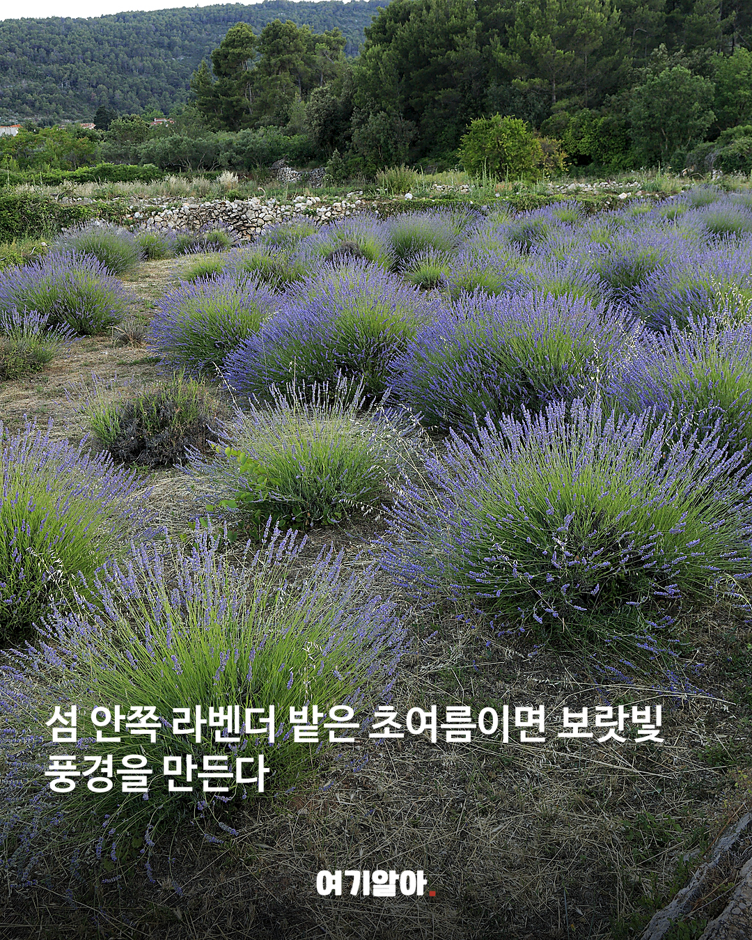 두브로브니크 다음은 여기 크로아티아 ‘흐바르섬’ 05페이지