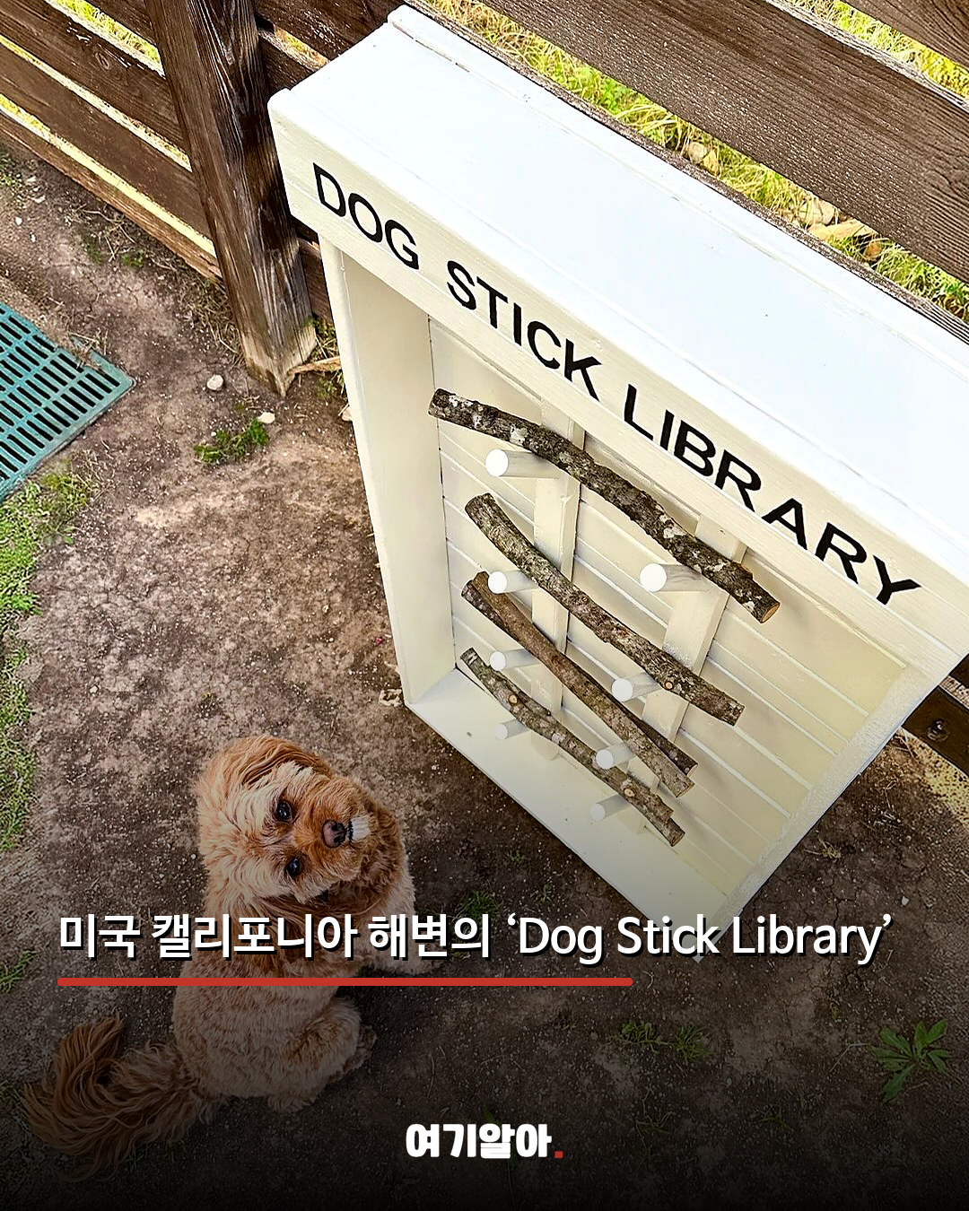 반납률이 가장 낮은 강아지 전용 도서관 02페이지