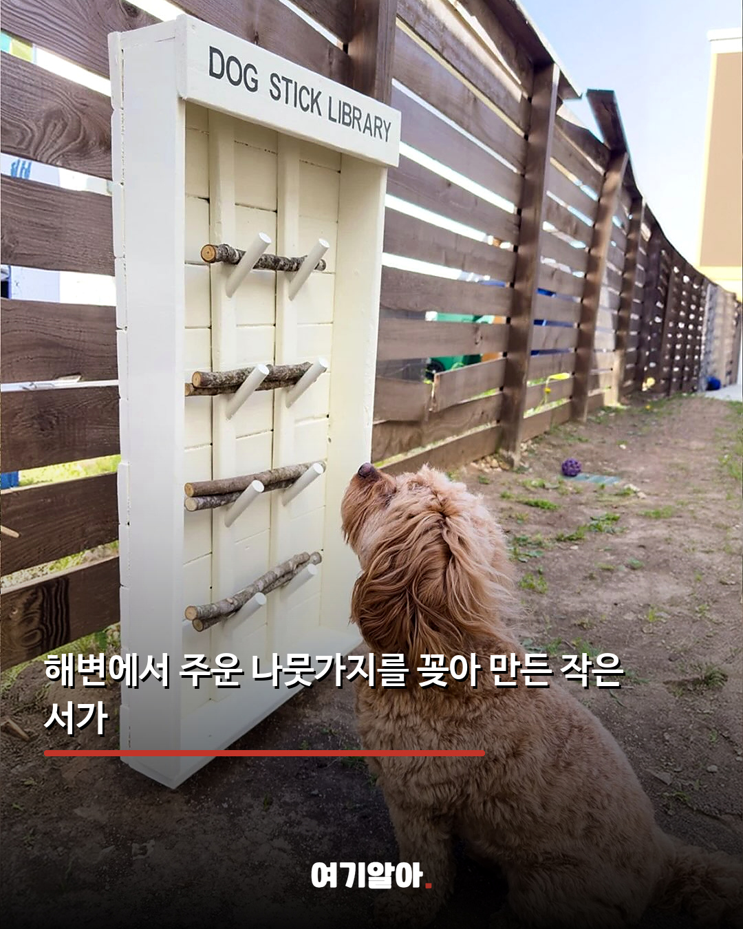 반납률이 가장 낮은 강아지 전용 도서관 03페이지
