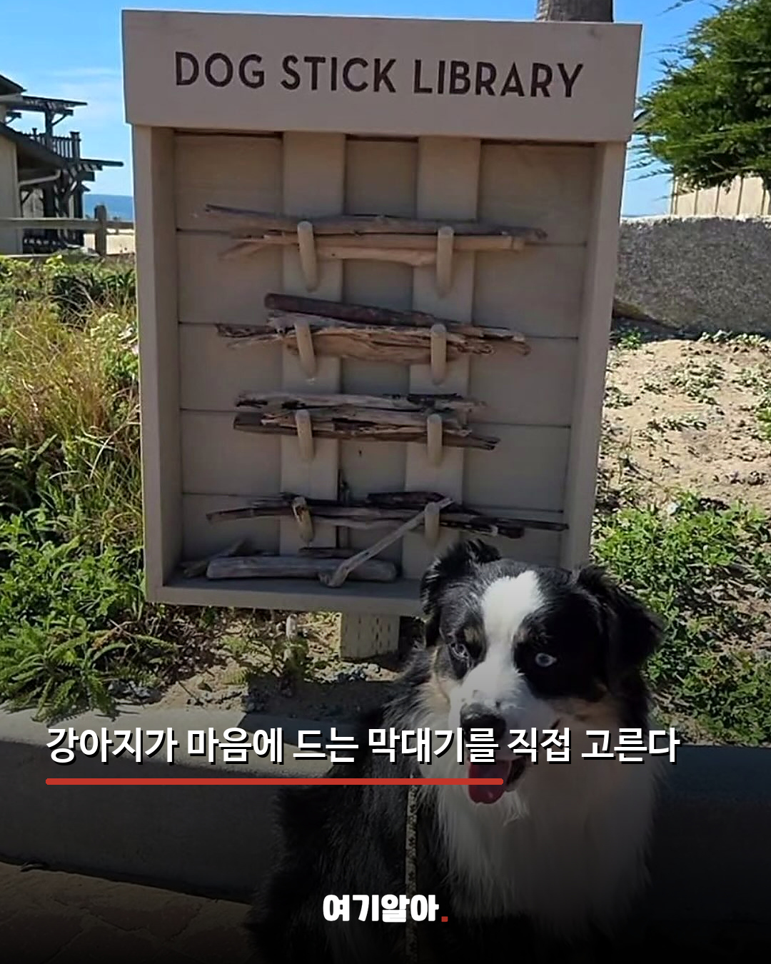 반납률이 가장 낮은 강아지 전용 도서관 04페이지