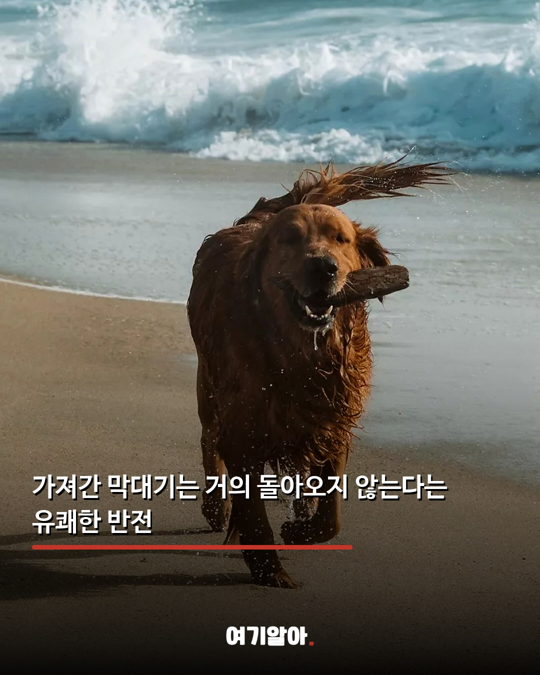 반납률이 가장 낮은 강아지 전용 도서관 05페이지
