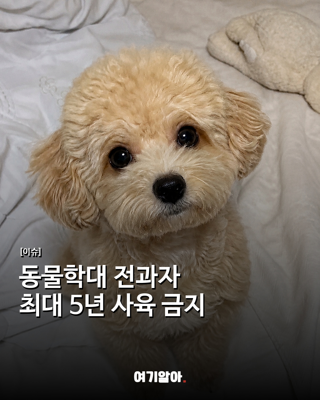 동물학대 전과자 최대 5년 사육 금지