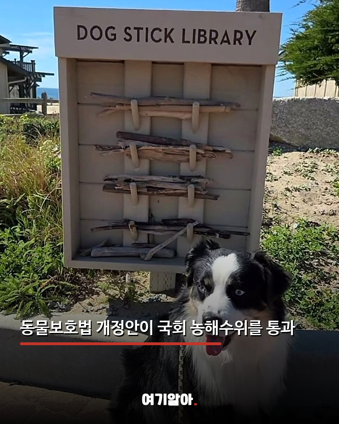 동물학대 전과자 최대 5년 사육 금지 02페이지