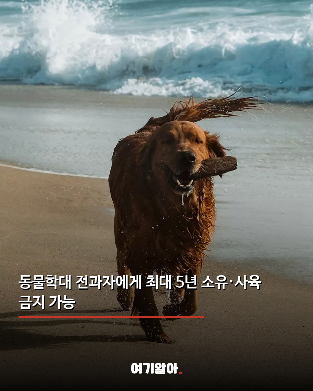 동물학대 전과자 최대 5년 사육 금지 03페이지