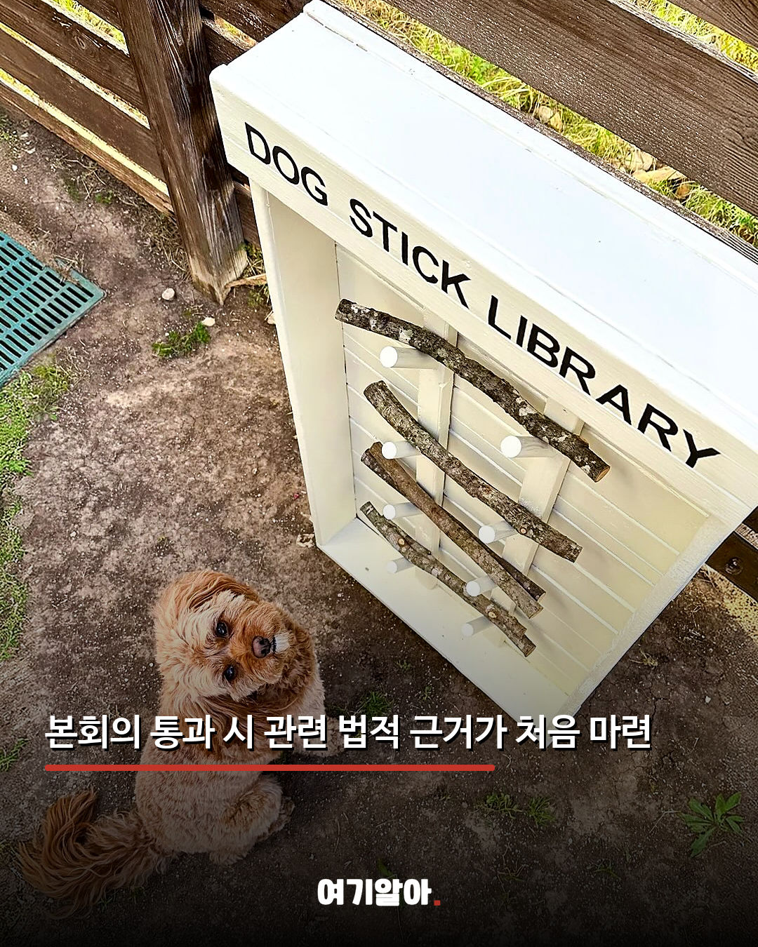 동물학대 전과자 최대 5년 사육 금지 04페이지