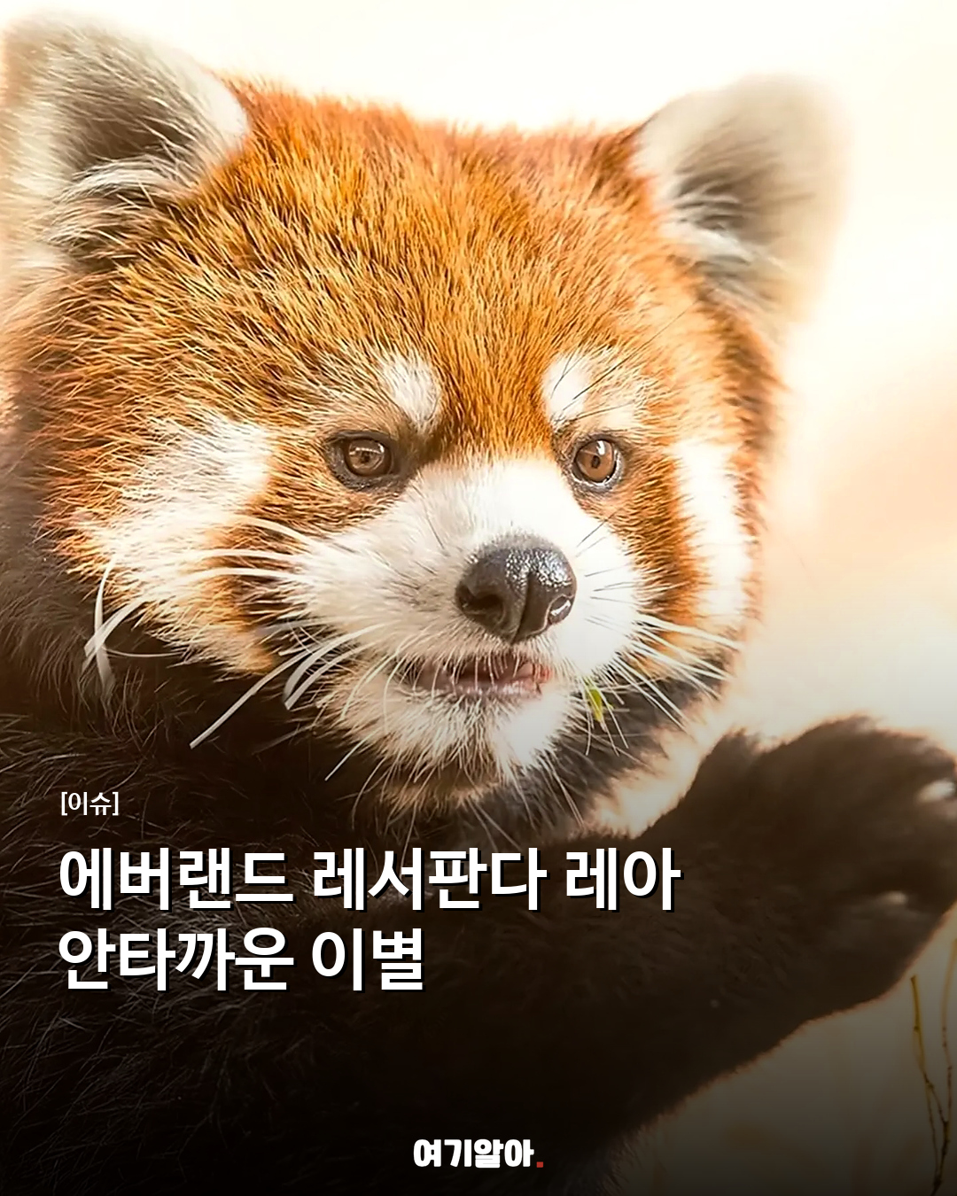 에버랜드 레서판다 레아 안타까운 이별