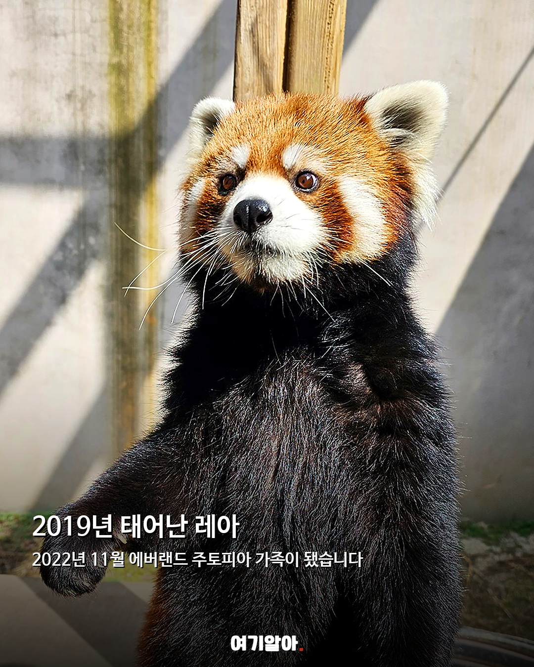 에버랜드 레서판다 레아 안타까운 이별 02페이지