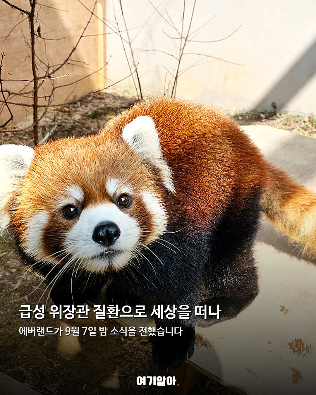 에버랜드 레서판다 레아 안타까운 이별 03페이지