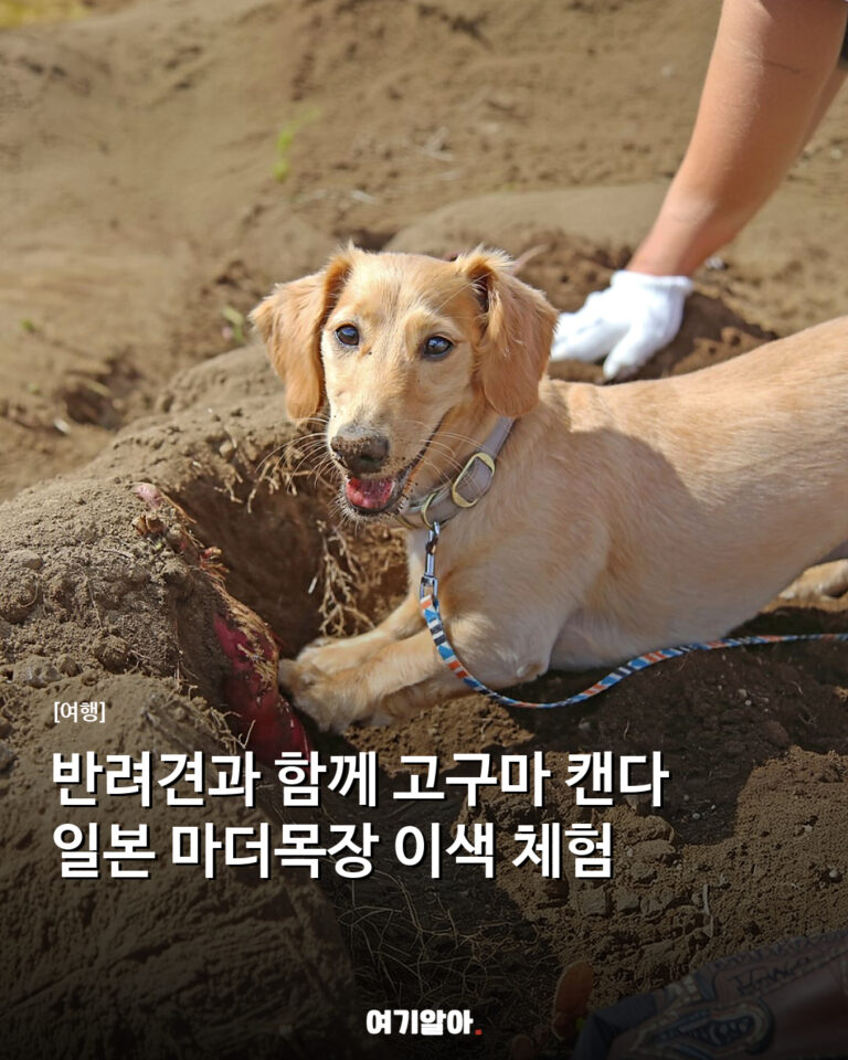 반려견과 함께 고구마 캔다 일본 마더목장 이색 체험