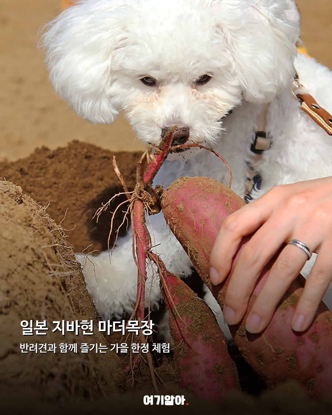 반려견과 함께 고구마 캔다 일본 마더목장 이색 체험 02페이지