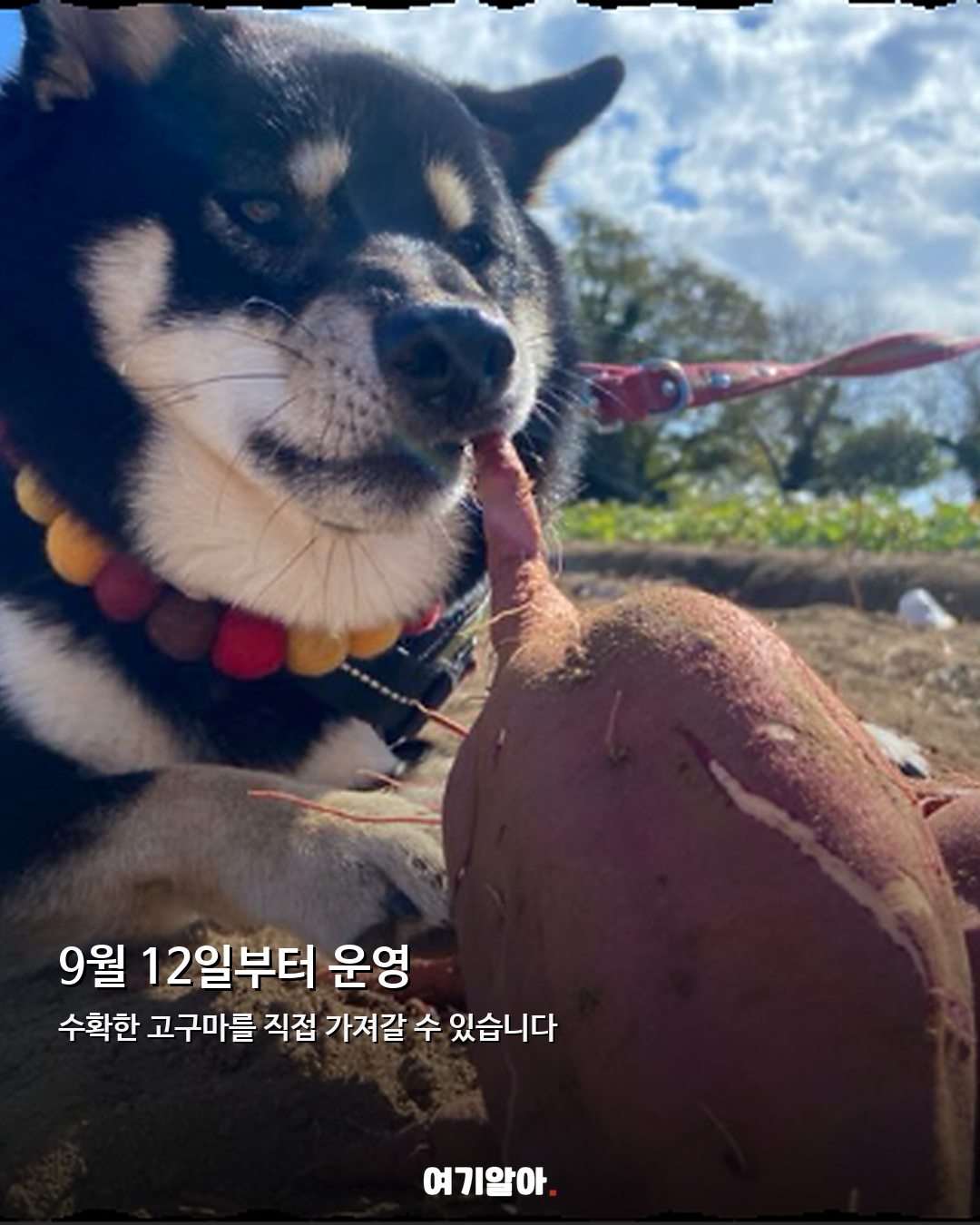 반려견과 함께 고구마 캔다 일본 마더목장 이색 체험 03페이지