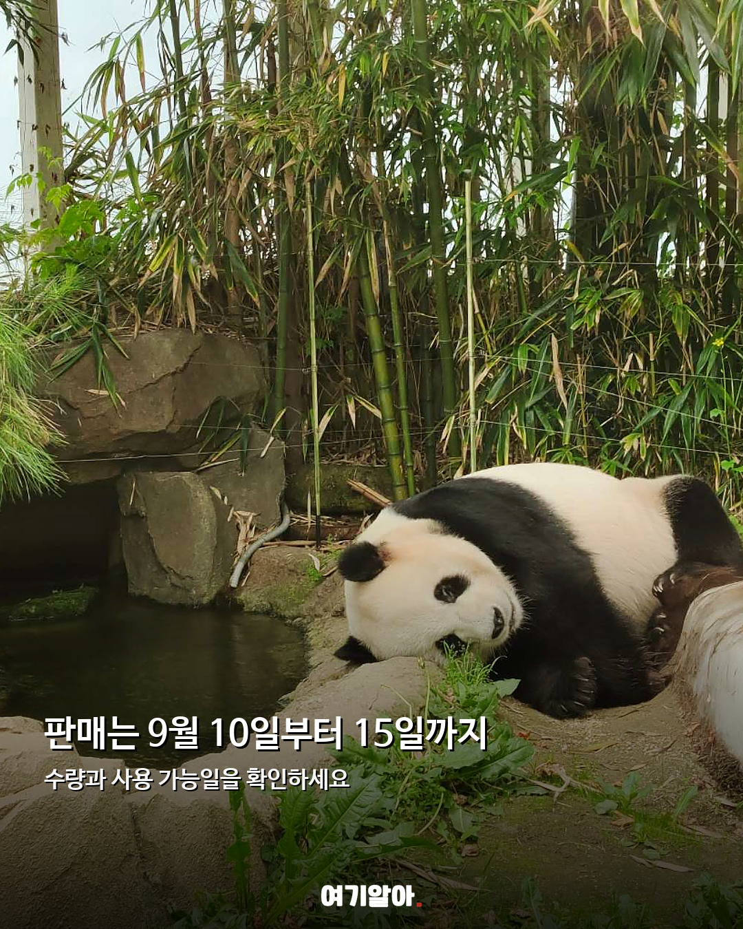 에버랜드 종일권 반값대 9월 10일 특가 열린다 03페이지