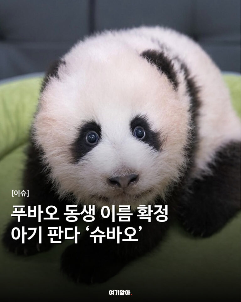 푸바오 동생 이름 확정 아기 판다 ‘슈바오’