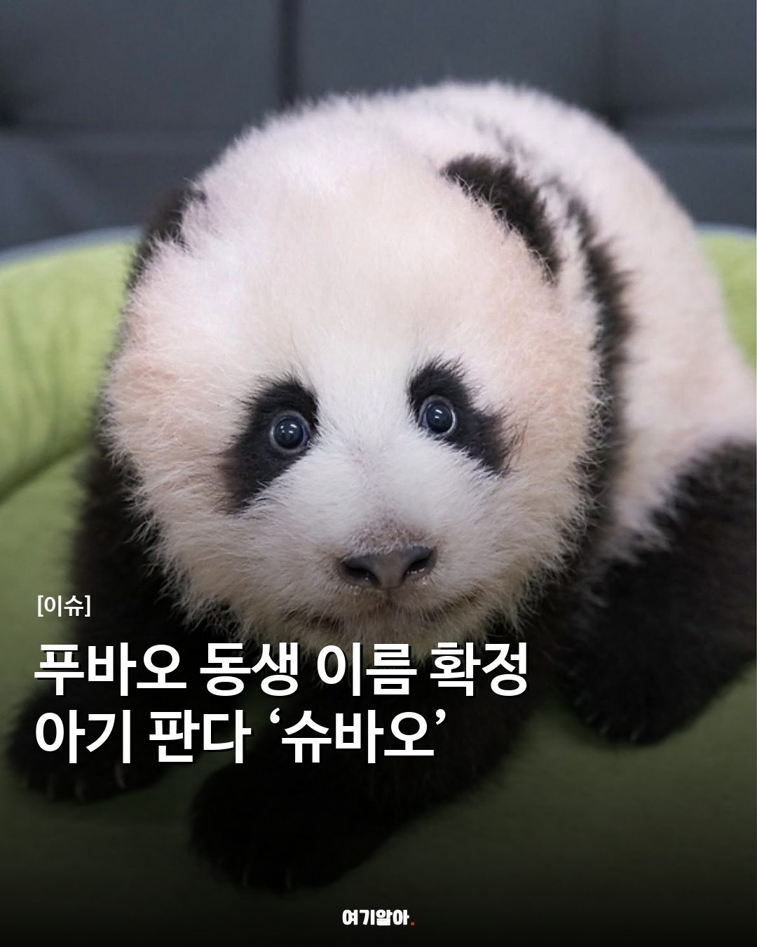 푸바오 동생 이름 확정 아기 판다 ‘슈바오’